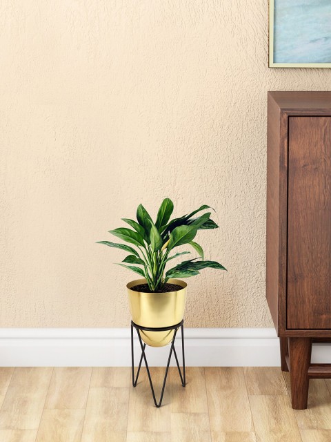 

Living scapes by Pantaloons Gold-Toned & Black Solid Planter With Holder