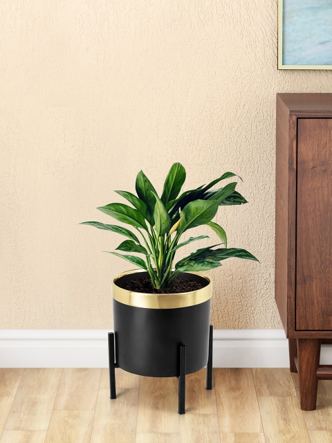 

Living scapes by Pantaloons Black & Gold-Toned Solid Metal Planter with Stand