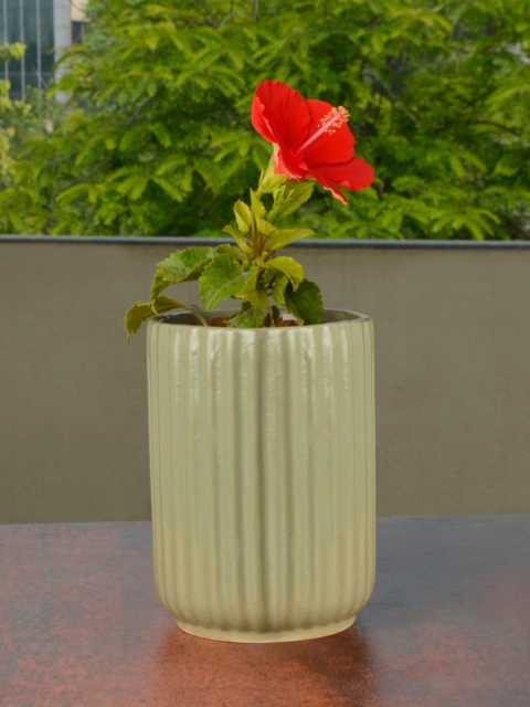

StyleMyWay Green & Red Ceramic Planter