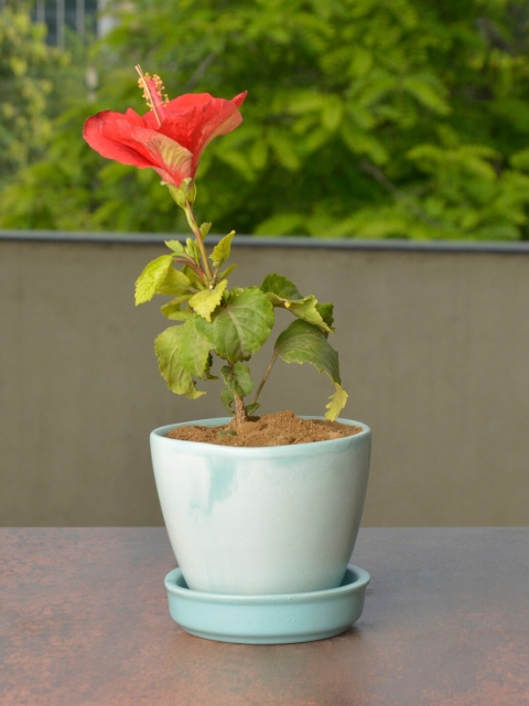 

StyleMyWay Blue Hand Painted Ceramic Planter With Tray