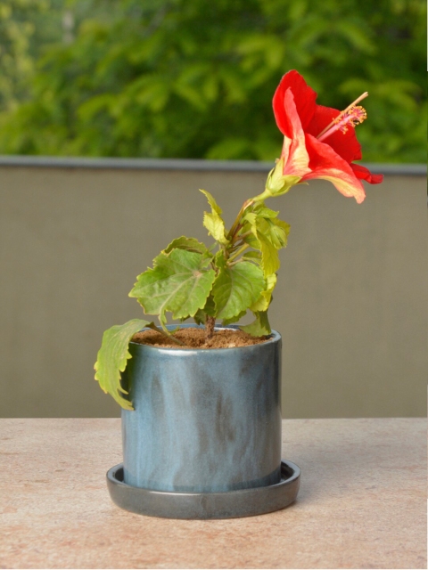 

StyleMyWay Blue Solid Hand Painted Planter Pot With Tray