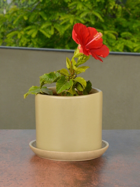 

StyleMyWay Beige Hand Painted Ceramic Planter Pot With Tray