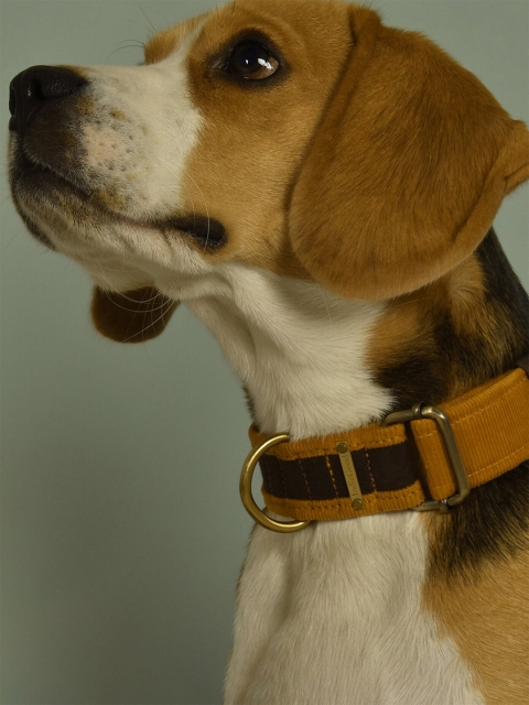 

IndieGood Corduroy Brown Solid Dog Collar