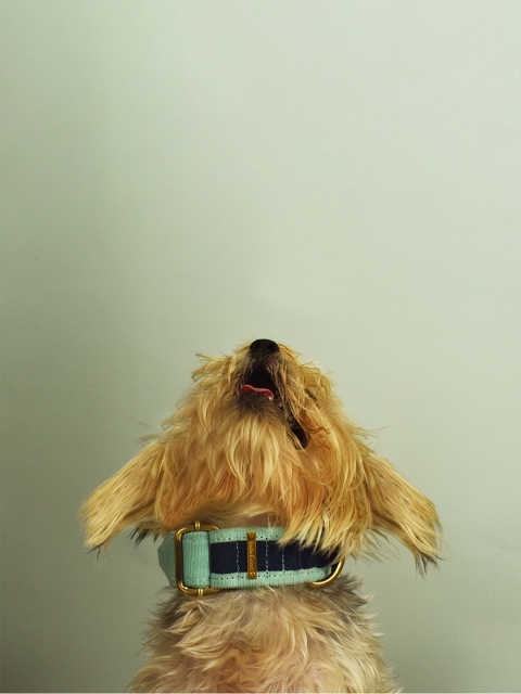 

IndieGood Corduroy Green & Navy Blue Solid Dog Collar