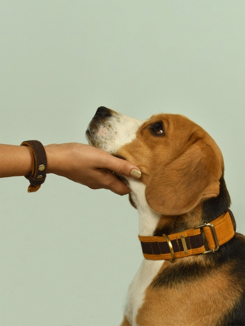 

IndieGood Matching Set Brown Solid Dog Collar with Human Bond Collar