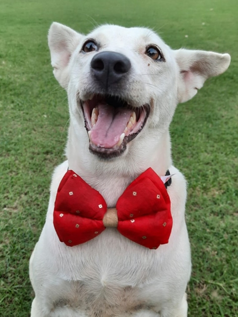 

LANA PAWS Red & Gold-Coloured Printed Cotton Dog Bowtie