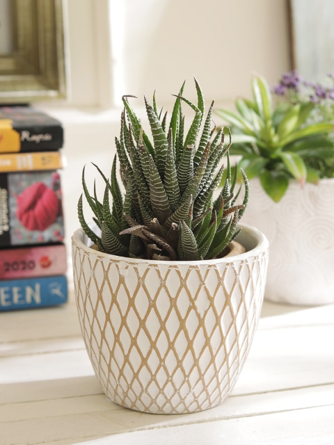 

TAYHAA White & Beige Textured Handcrafted Planter