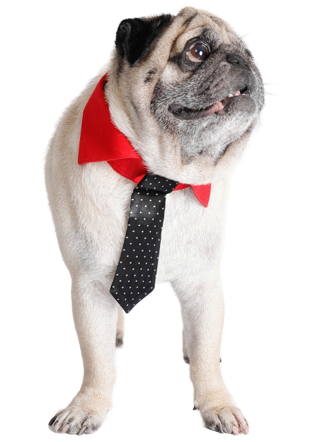

Dchica Paws Red & Black Solid Handmade Cotton Dog Bow & Tie