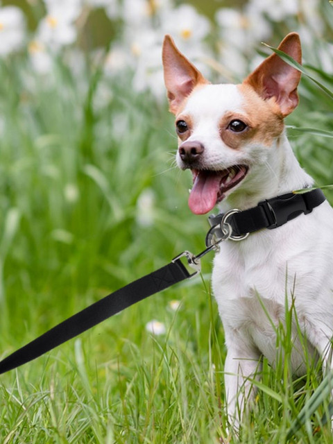 

WIGGLE TWIDDLE Black Self Design Pet Leash