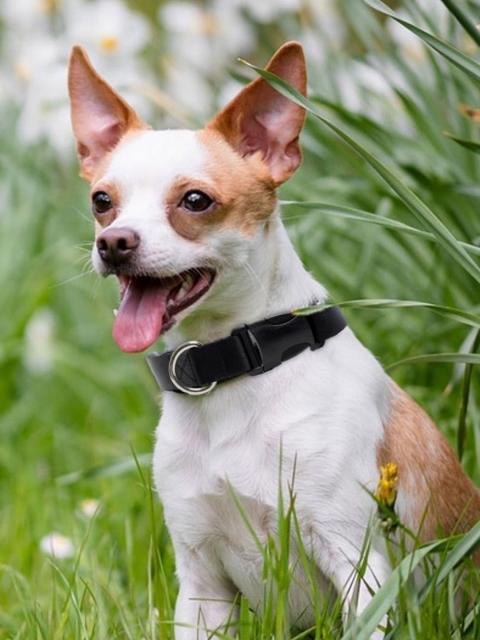 

WIGGLE TWIDDLE Black Solid Dog Collar