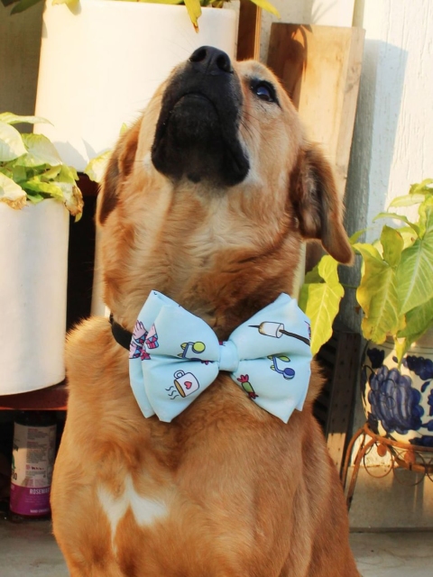 

LANA PAWS Blue Printed Dog Bow Tie