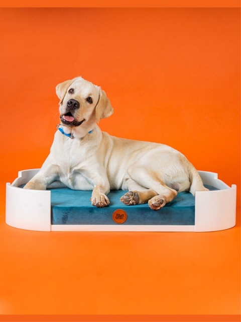 

thepawpstarco White & Blue Solid Candy Bar Bed