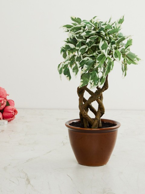 

Home Centre Green Artificial Potted Plant