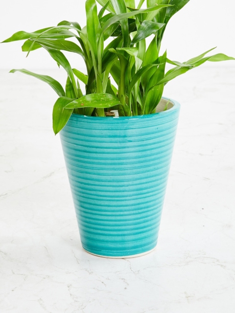 

Home Centre Teal Solid Ceramic Planter