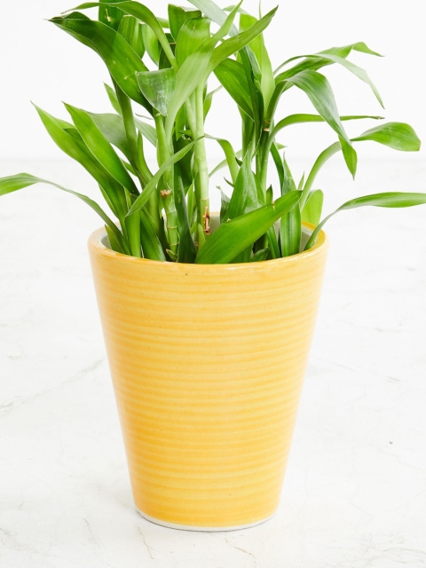 

Home Centre Yellow Solid Ceramic Planter