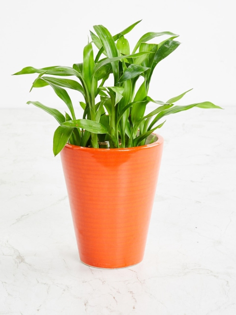 

Home Centre Orange Solid Soulful India Ceramic Planter