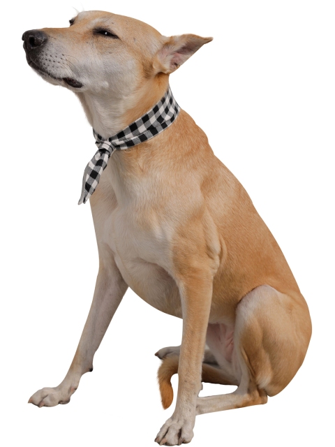 

Dchica Paws Black & White Checked Cotton Dog & Cat Collar Tie