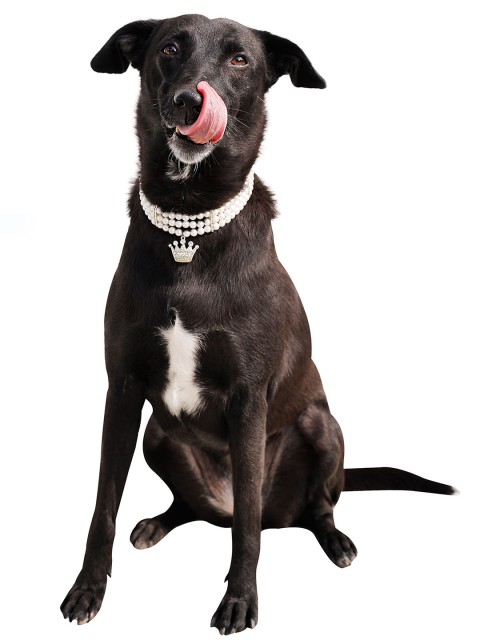 

Dchica Paws White Pearls Dog Collar