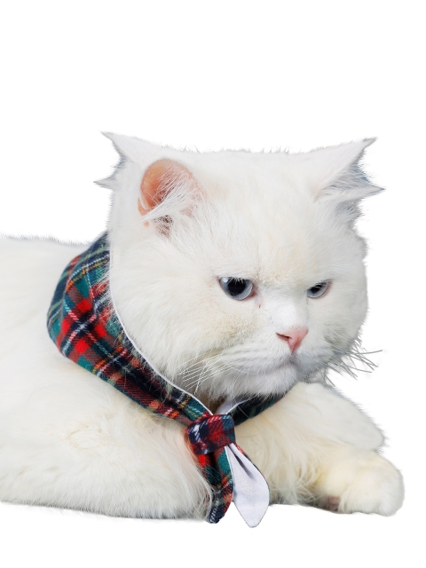 

Dchica Paws Dogs & Cats Blue & Red Checked Cotton Tie, Black
