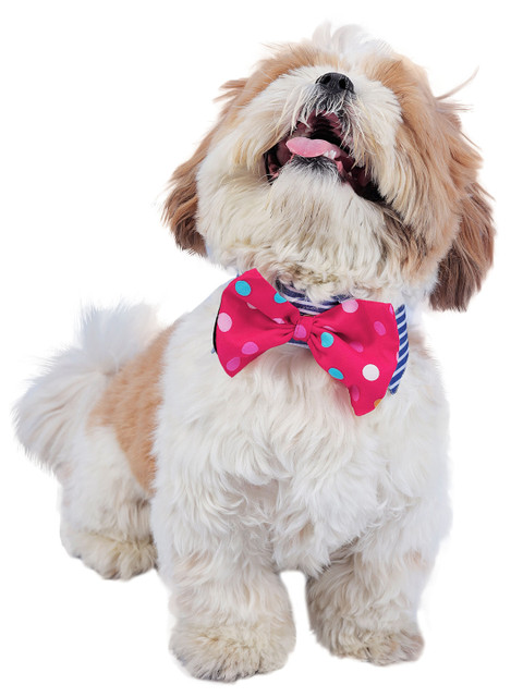 

Dchica Paws Blue & Pink Printed Cotton Dog & Cat Collar Tie