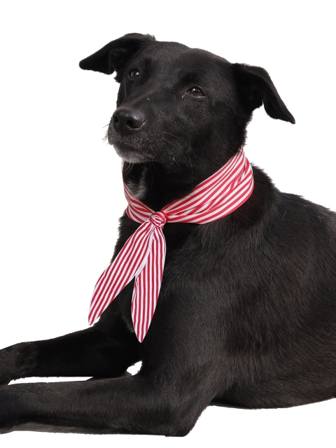 

Dchica Paws Red & White Striped Cotton Dog & Cat Collar Tie