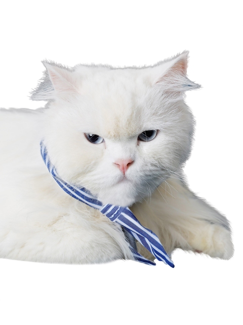 

Dchica Paws Blue & White Striped Cotton Dog Bow Tie