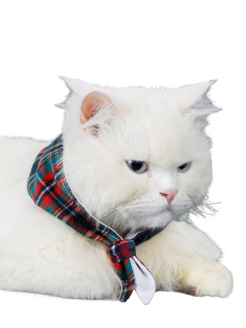 

Dchica Paws Black & Green Checked Cotton Dog & Cat Collar Tie