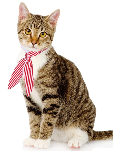 

Dchica Paws White & Red Graphic Cotton Dog Collar Tie