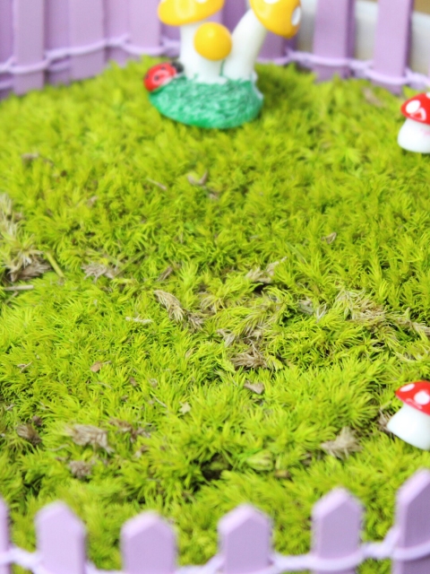 

Wonderland Green Dried Moss Balls for Tray Gardening