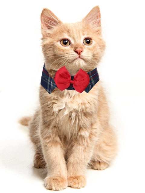 

Dchica Paws Black & Red Checked Pet Collar For Cats
