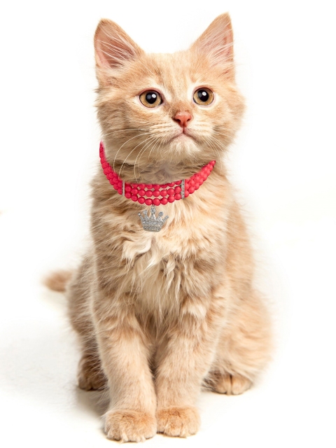 

Dchica Paws Red Faux Pearl Collar Jewllery For Cats