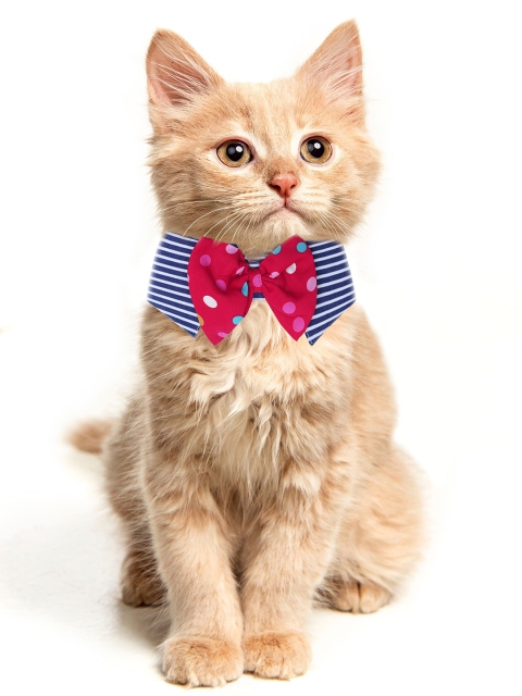 

Dchica Paws Blue & White Striped Cool Kid Cat Collar With Bow