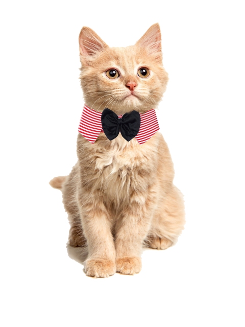 

Dchica Paws Red & White Striped Cat Collar