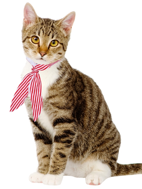 

Dchica Paws Red & White Striped Pet Collar Tie For Cats