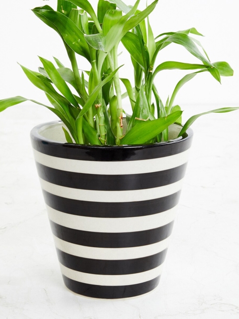 

Home Centre White & Black Striped Ceramic Planter