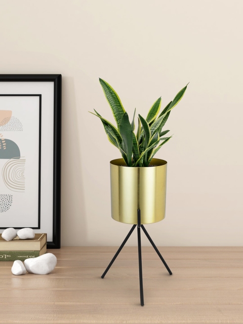 

Living scapes by Pantaloons Gold-Toned Metal Planter