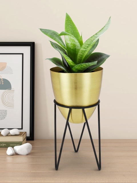 

Living scapes by Pantaloons Gold-Toned Planter with Stand