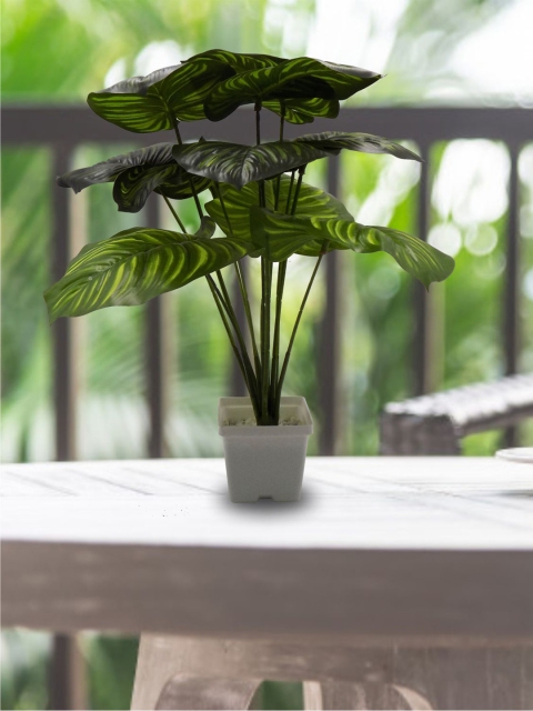 

MARKET99 Green & White Croton Plant in Artificial Flowers and Plants