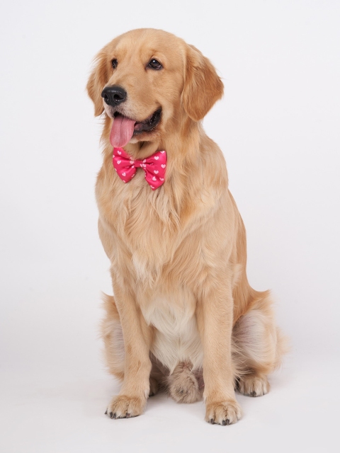 

thepawpstarco Pink Dogs Be Mine Bow Tie