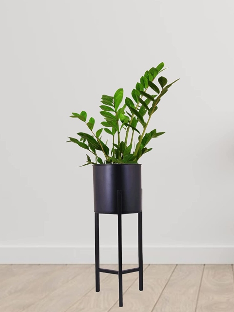 

Leafy Tales Black Solid Planter With Metal Stand
