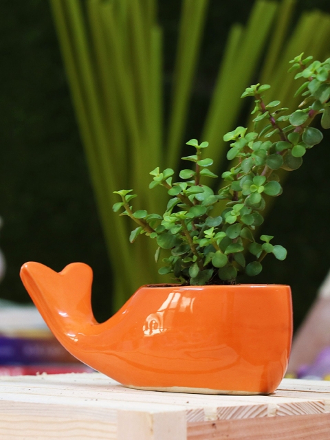 

Leafy Tales Orange Dolphin Fish Shape Ceramic Pot
