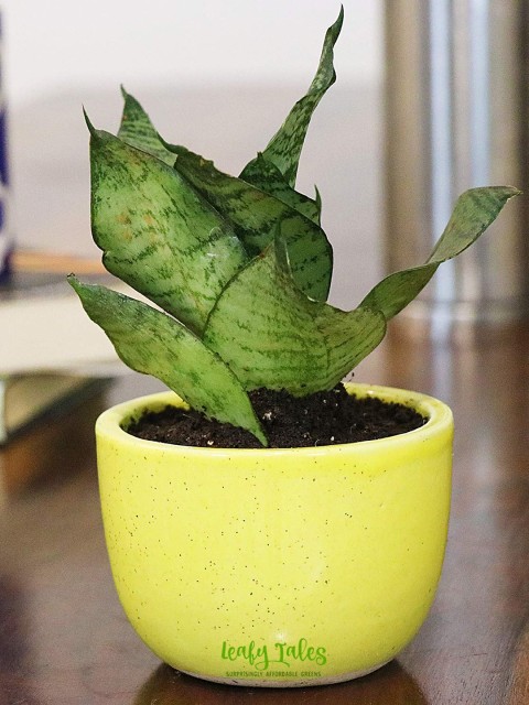 

Leafy Tales Set Of 3 Solid Ceramic Planters, Orange