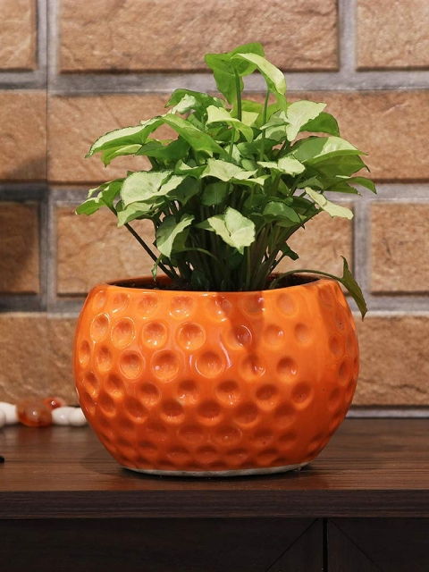 

Leafy Tales Set Of 3 Textured Ceramic Planters, Orange