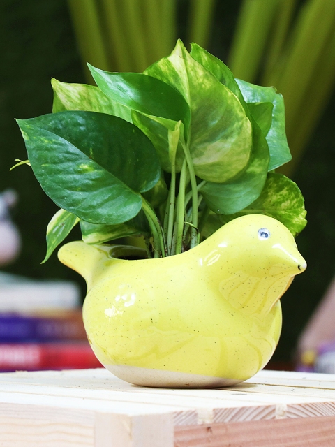 

Leafy Tales Yellow Solid Sparrow Bird Ceramic Planter