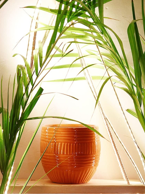 

Leafy Tales Orange Self Design Lines Planters