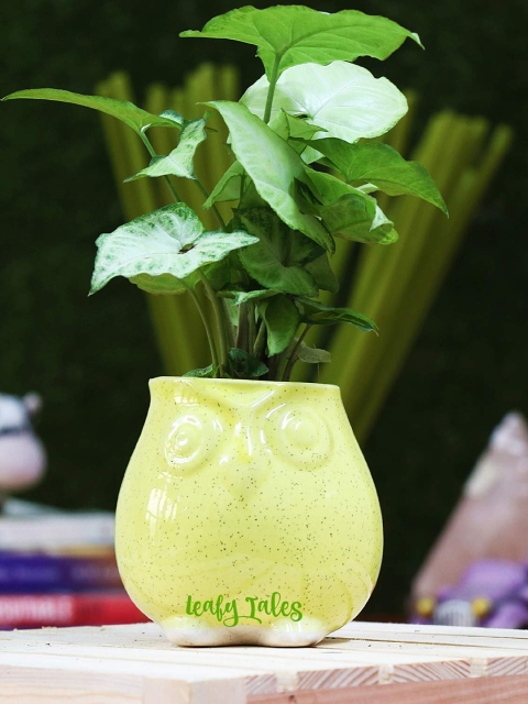 

Leafy Tales Yellow Solid Owl Planters