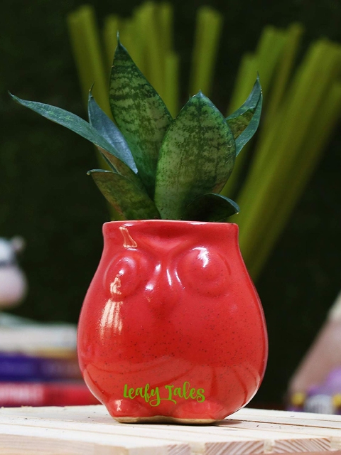 

Leafy Tales Red Solid Planters