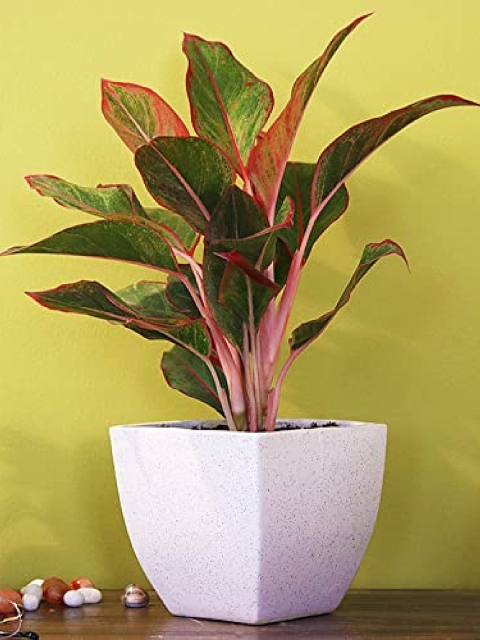 

Leafy Tales Off White Solid Planter