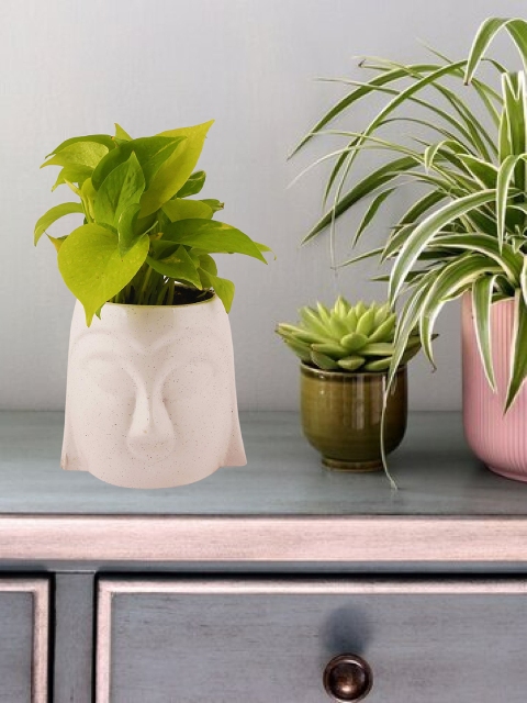 

Leafy Tales Off White Solid Planters