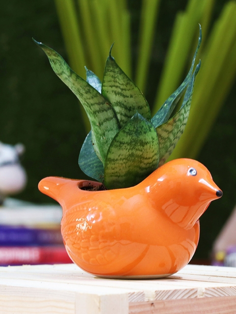 

Leafy Tales Orange Solid Planter